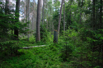 Dense mixed forest with lush understory and natural vegetation in summer light