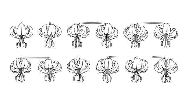 Collection of detailed line art drawings of orchid flower stems and blooms vector