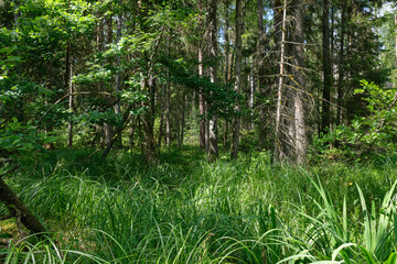Dense mixed forest with lush understory and natural vegetation in summer light