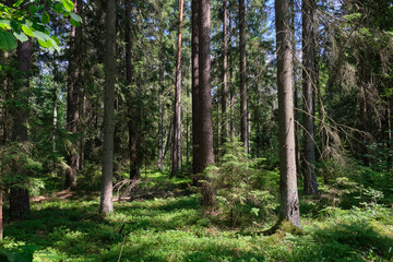 Dense mixed forest with lush understory and natural vegetation in summer light