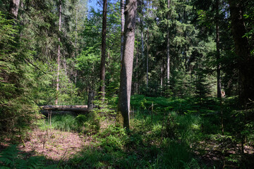 Dense mixed forest with lush understory and natural vegetation in summer light