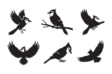 Obraz premium Blue Jay Bird silhouette vector illustration, Blue Jay Bird silhouette bundle 