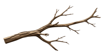 Dry branch with knots transparent background cutout png