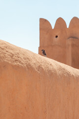 Small House Sparrow (Passer domesticus) perches on Al Zubarah Fort sunlit adobe wall against a clear desert sky