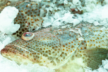 Orange-spotted grouper (Epinephelus coioides), spotted fish on crushed ice resting under frosty crystals for fresh catch display