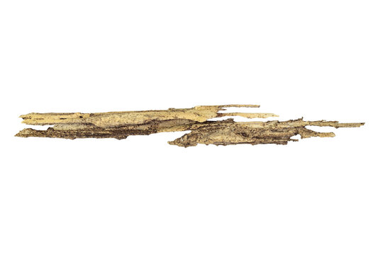 Cracked dry wood as a decorative design element. Old rotten piece of wood