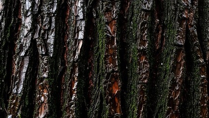 Fototapeta premium Detailed Close-Up of Tree Bark Texture with Moss.