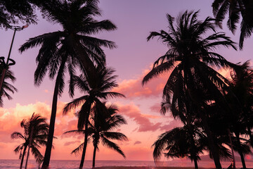 Palm tree silhouette at sunset and ocean view.