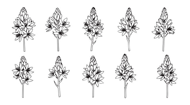 Intricate hand drawn floral botanical designs ornaments decorative elements symmetric patterns vector