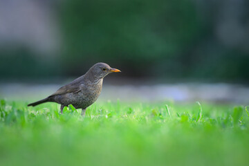 Blackbird foraging in meadow grass with natural evening light in Cres Croatia