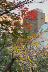 都心散歩　汐留の街路樹の紅葉