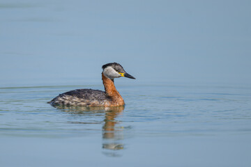 A Red Necked Grebe swimming on a lake