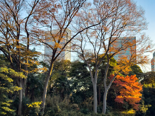 Fototapeta premium 都心散歩 晩秋の浜離宮の紅葉