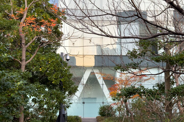 都心散歩　晩秋の浜離宮の紅葉