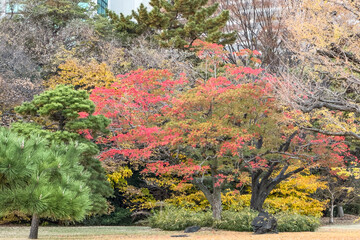 都心散歩　晩秋の浜離宮の紅葉