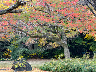 都心散歩　晩秋の浜離宮の紅葉