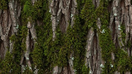 Mossy Tree Bark Texture - A Close-Up of Natures Rugged Beauty.