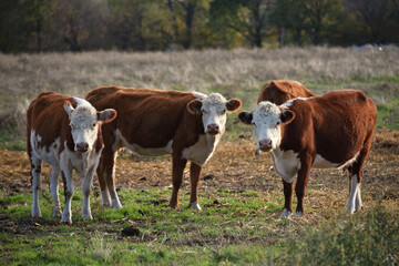 Hereford cattle a British breed of beef cattle white muzzle red color fauna nature domestic cattle cow milk animal on pasture