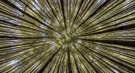 Obraz premium Abstract view of tall trees in a forest canopy creating a radial pattern.