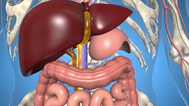 medical 3D animation of gallbladder releasing bile into the digestive tract.