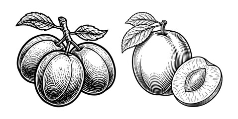 Set of peaches with leaves, vintage engraving style