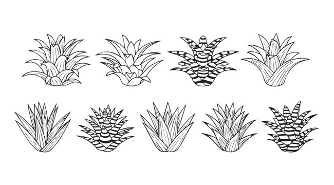 Collection of ten detailed line art bromeliad plant silhouettes on white vector