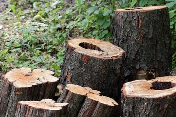 Fototapeta premium Stunning aerial view captures a winding country road dividing lush green forest from arid brown landscape