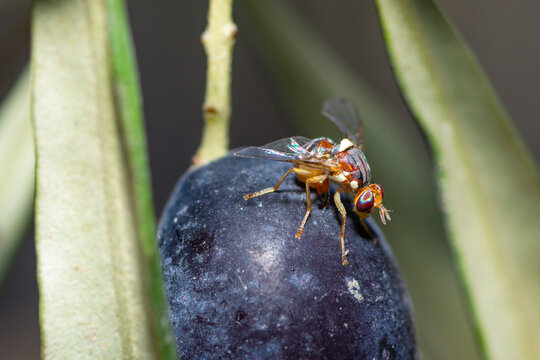 Olive fruit fly piercing an olive fruit to lay an egg, Bactrocera Oleae