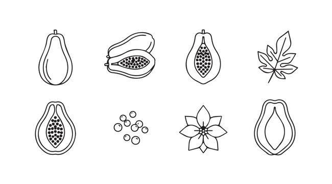 Hand drawn papaya fruits and elements collection fresh tropical healthy food line art icons vector