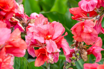 Canna red flower bud pink petal close up garden