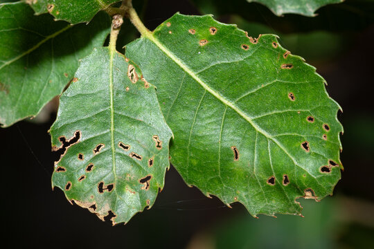 Kermes oak leaf with multiple perforations from leaf-miner insects