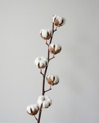 Minimalist photo of a dried cotton branch against a soft gray background