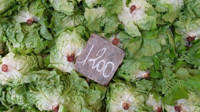 Written price tag in Tunesian dinar on lettuce in central market in Tunis, economy and inflation in Tunisia
