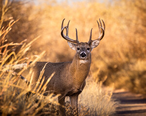 Red deer stag standing alert in a forest wildlife scene