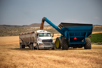 Unloading wheat from a harvester into a truck