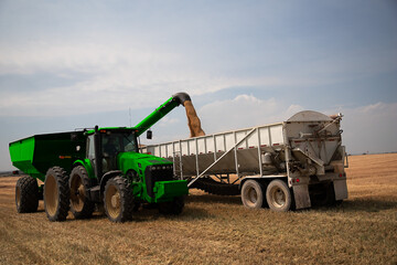Tractor harvester unloading wheat into a truck