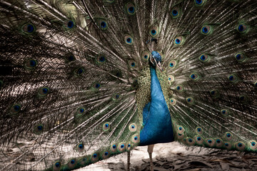 A large and beautiful peacock. A colorful bird.