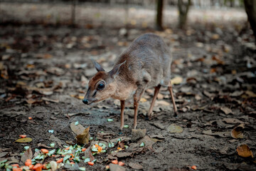 Little deer. A beautiful wild animal.