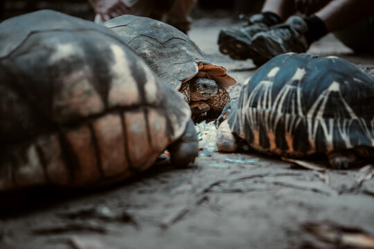 A big and beautiful turtle in the park. Beautiful turtle.