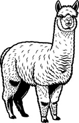 Obraz premium fiber of the andes a striking portrait of natures softest treasure, isolated on transparent background