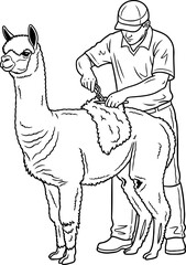 Obraz premium harvesting softness responsible alpaca care for exquisite natural fibers, isolated on transparent background