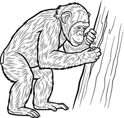 Fototapeta premium primates gentle curiosity unveiling natures hidden wonders in monochrome detail, isolated on transparent background