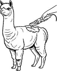 Obraz premium shearing the cloud alpacas transformation for premium fiber production, isolated on transparent background