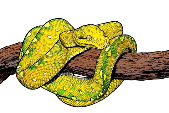 green tree python juvenile closeup branch with black background green tree python morelia viridis illustration