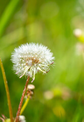 Fototapeta premium Dandelion close-up on a spring meadow. Dandelion seeds in the sunlight blowing away across a fresh green morning background