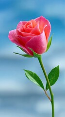 Obraz premium Pink Rose Blooming Against Blue Background