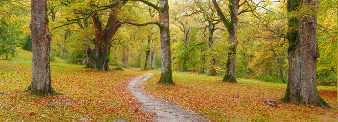 Connect with nature. Walk through an oak forest in Urdiain, Sakana Valley, Navarre.
