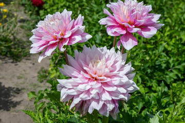 Dahlia flowers bush in the garden. Three dahlias bud. Pink colored flower. Petal Plant bloom. © Real_life