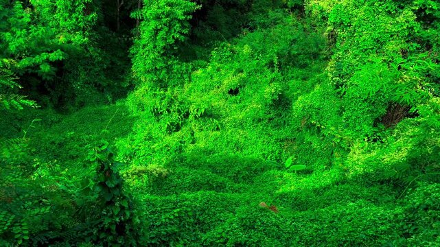 Landscape Windblown Green Leaves, Overgrown Creeping Plant and Small Banana Tree with Butterflies Fly Record Video from Temple. Ban Dong Noi, Sakon Nakhon, Thailand. 07 NOV 2024, P.M./ Slow Down Video