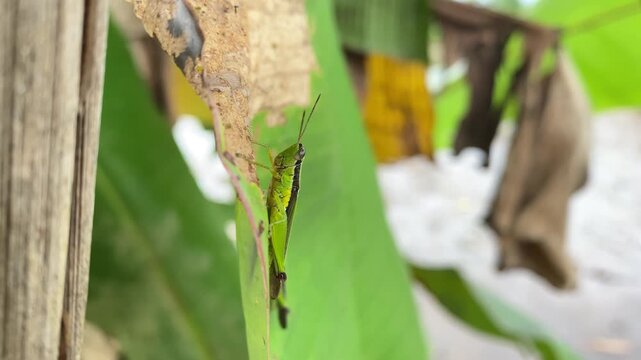 Green insect on leaf in natural setting